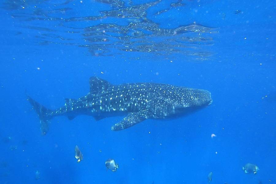 Ослоб, Филиппины