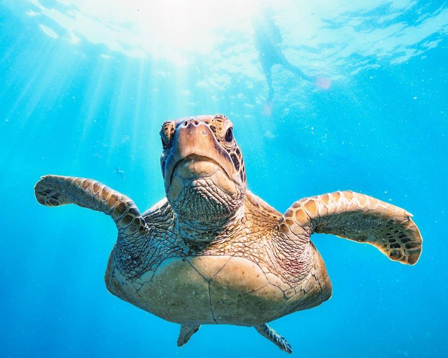 зеленые черепахи