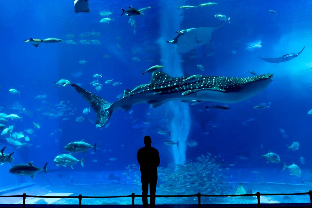 Что посмотреть в Абу-Даби